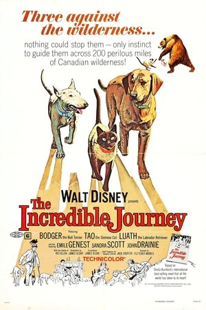 ดูหนัง The Incredible Journey (1963)